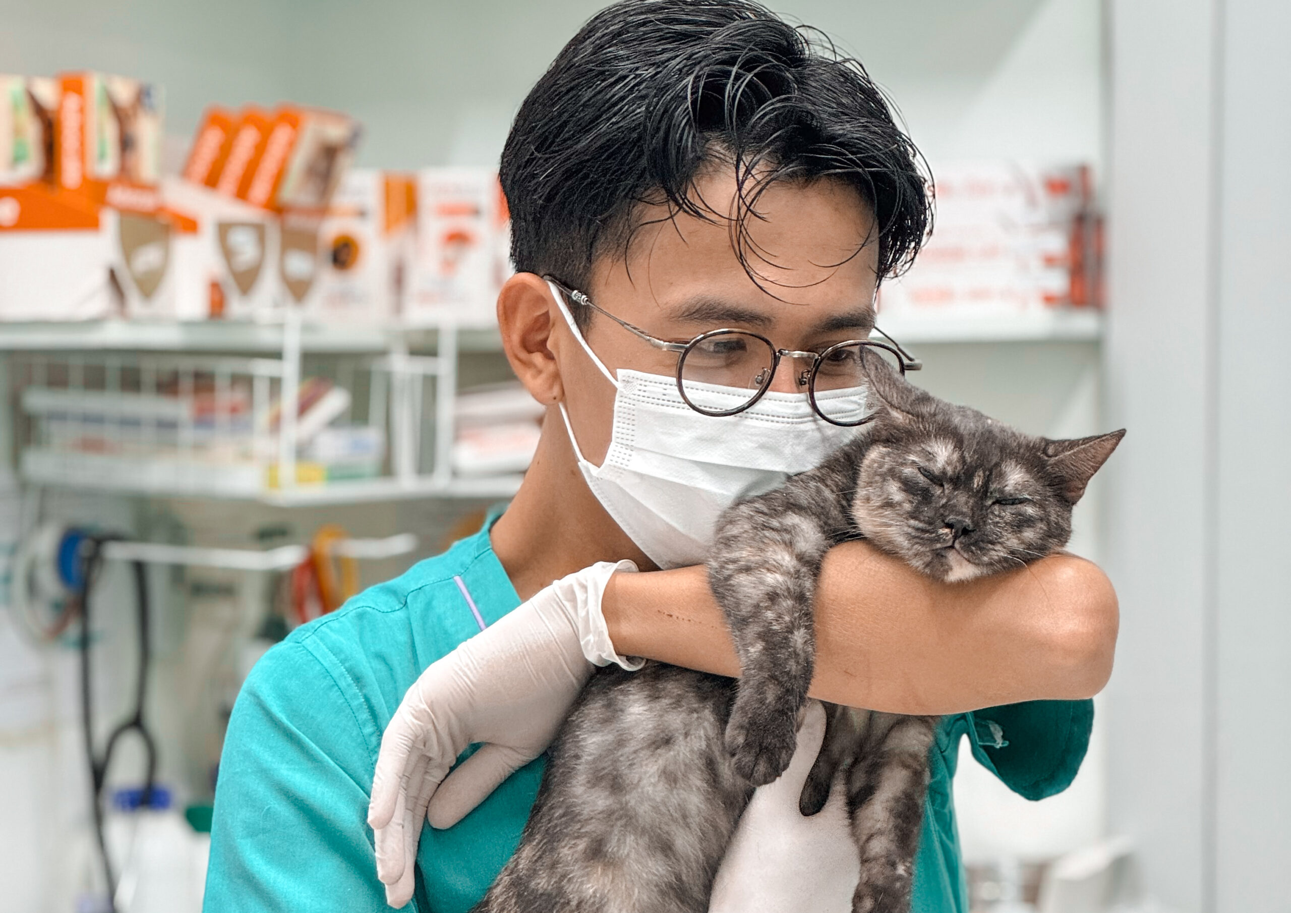 Feline Parvovirus Article